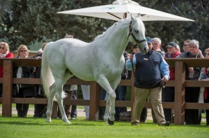 Scenic Lodge in conjunction with Swettenham Stud has signed proven sire Dash For Cash to stand in Western Australia