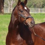 21 SIRES TITLES IN A ROW FOR SCENIC LODGE